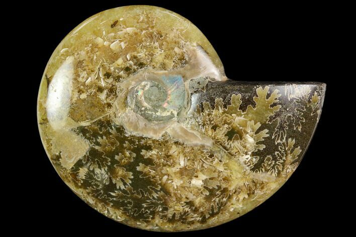 Polished, Agatized Ammonite (Cleoniceras) - Madagascar #119158